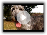 Galgo irlandés (Irish wolfhound) - Raza de Perro